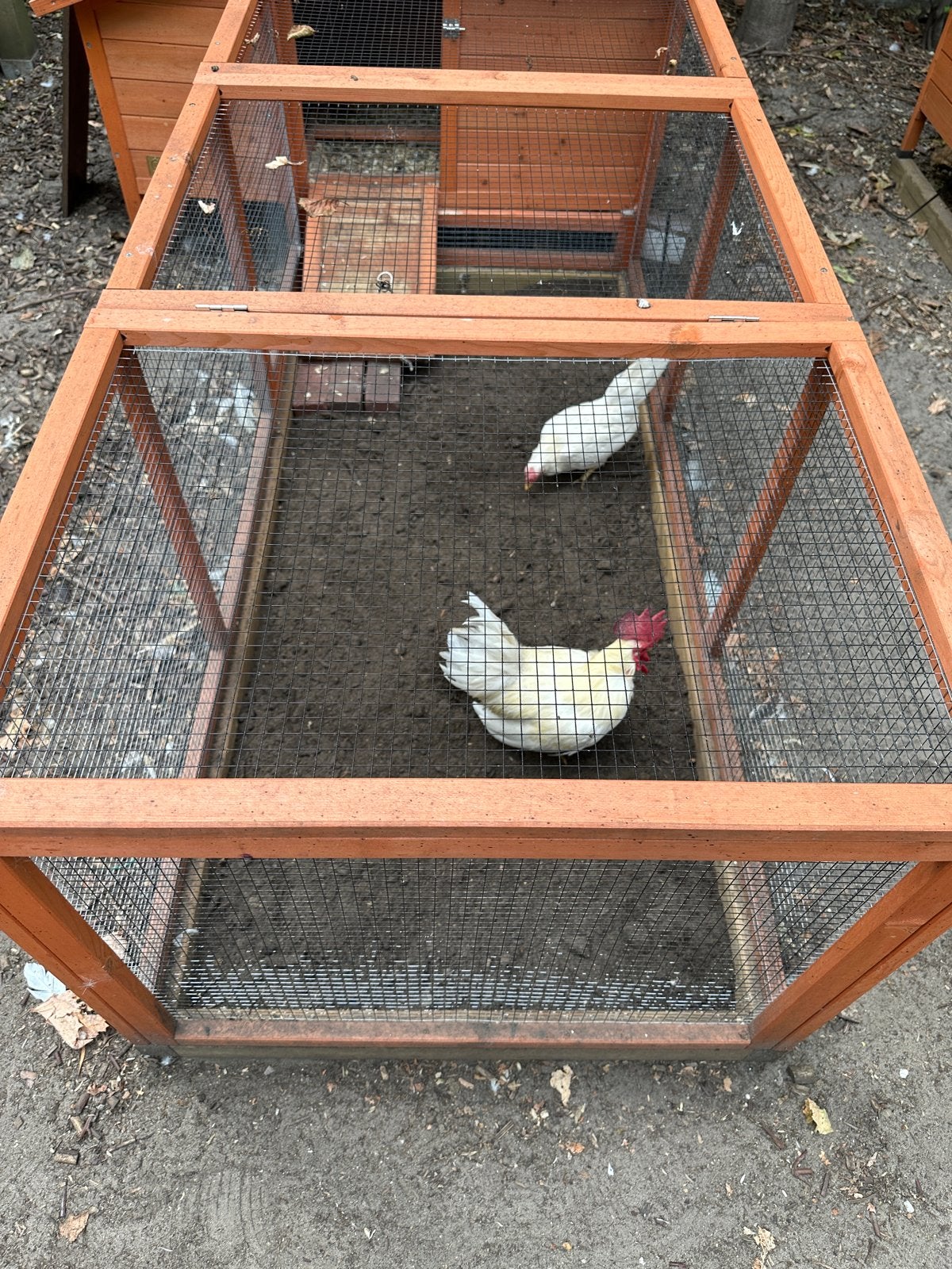 Witte Chabo kip en haan te koop, Dieren en Toebehoren, Pluimvee, Meerdere dieren, Kip