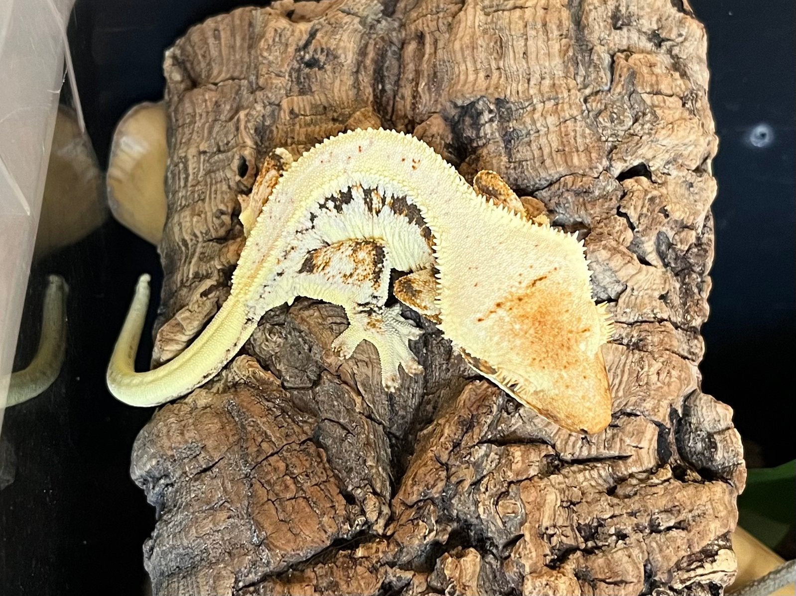 0.1 extreem White tricolor Lilly white wimpergekko, ciliatus Crested Gecko photo 3