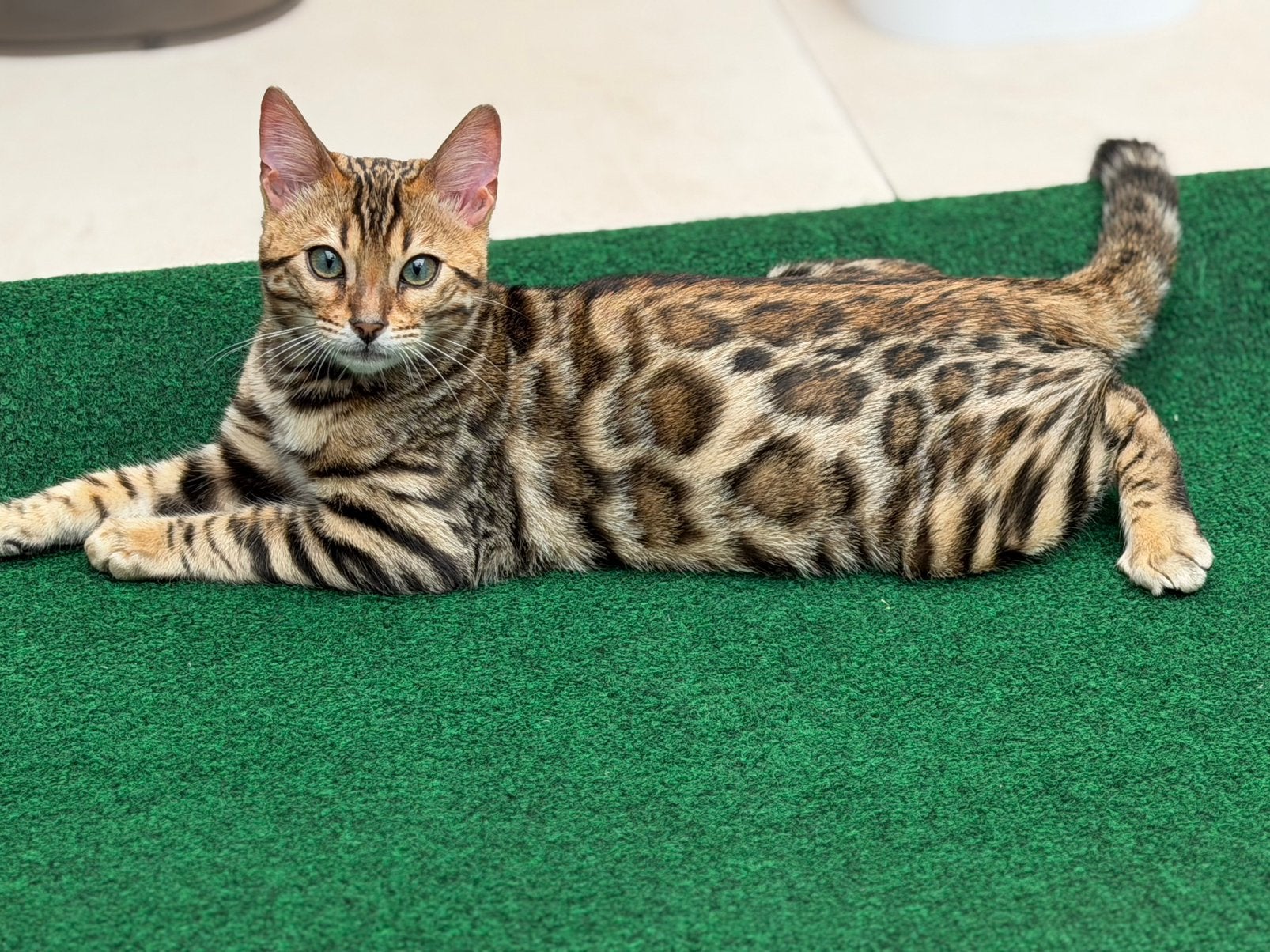 Bengaal katertje, Dieren en Toebehoren, Katten en Kittens | Raskatten | Korthaar, Kater, Met stamboom
