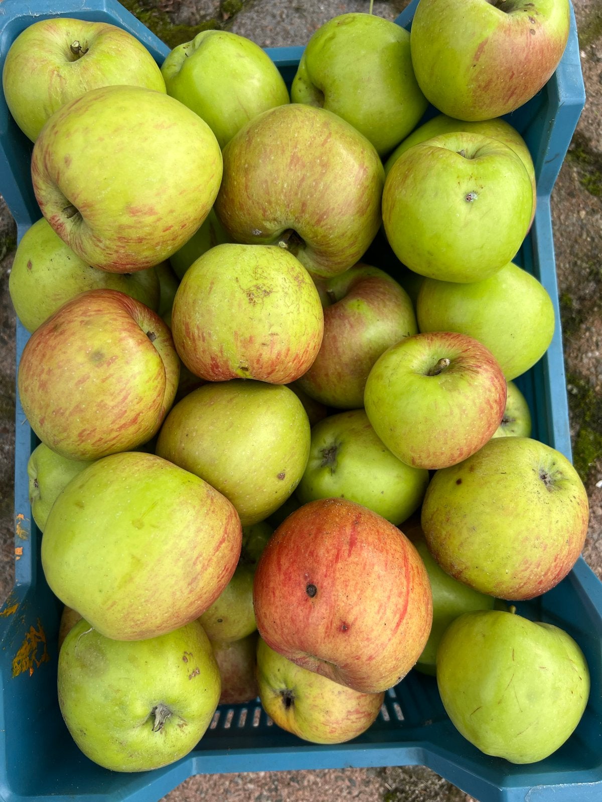 Appels Veendammer glorie, 2 kg, moesappel, voor appeltaart, Ophalen