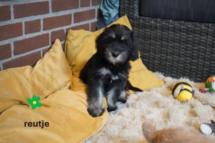 Mooie medium kruising spaniel -  labradoodle pups., Nederland, Parvo, Overige rassen, 8 tot 15 weken