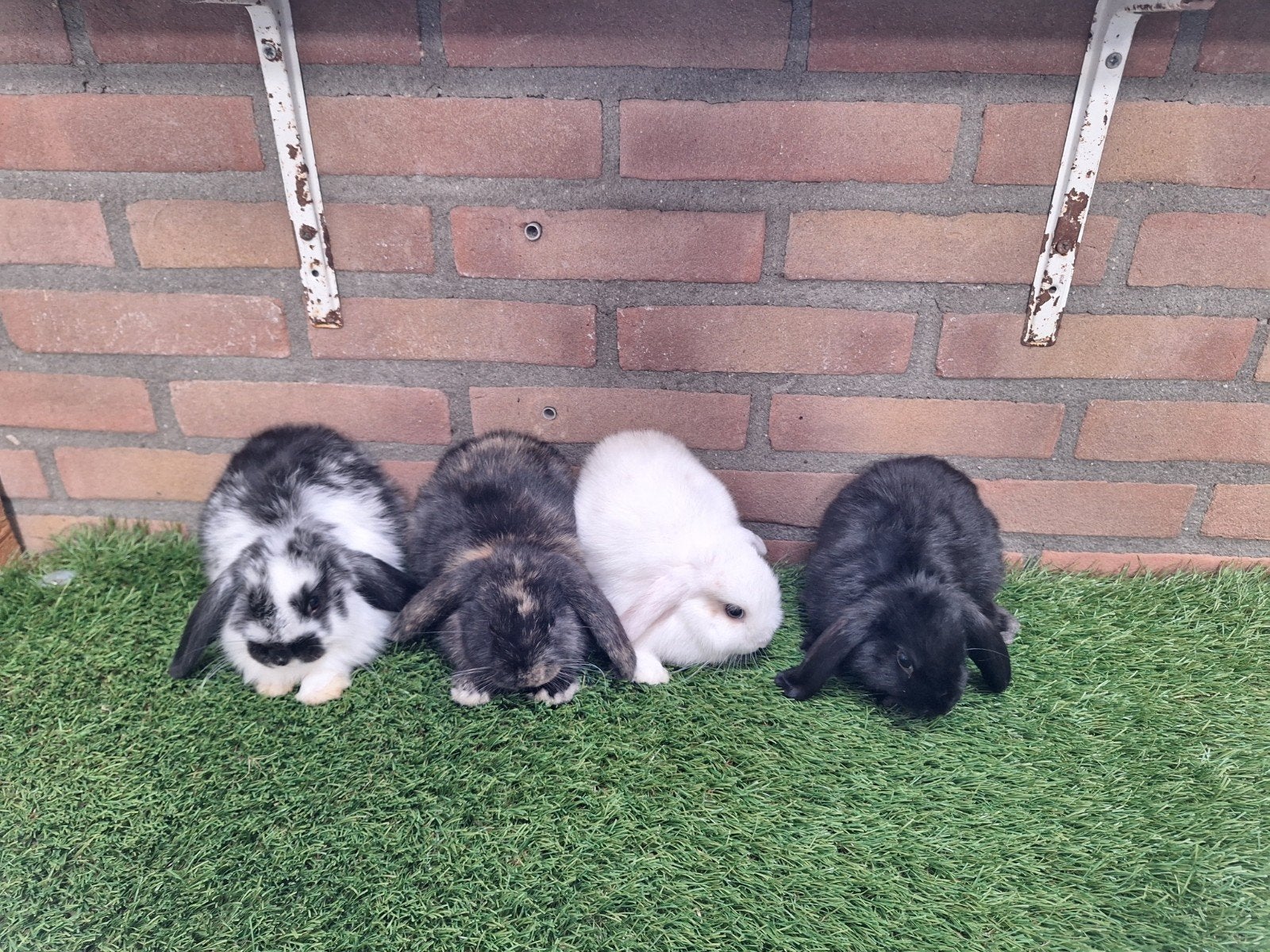 Te koop, jonge dweghangoor konijntjes konijn dwerg hangoor, Meerdere dieren, Dwerg, Hangoor