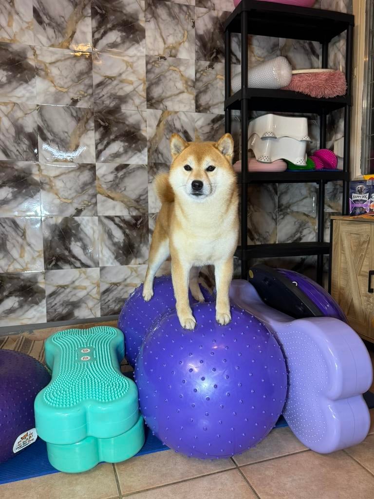 Honden balans / fitness peanut, Ophalen of Verzenden, Nieuw