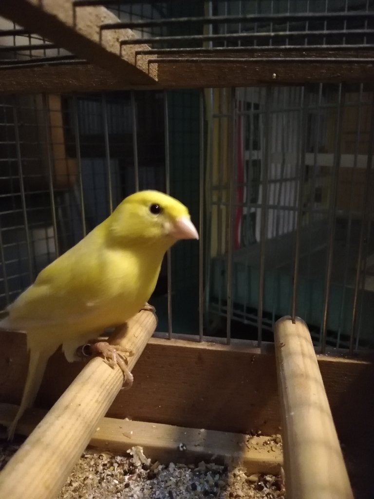 KANARIES, Dieren en Toebehoren, Meerdere dieren, Zangkanarie