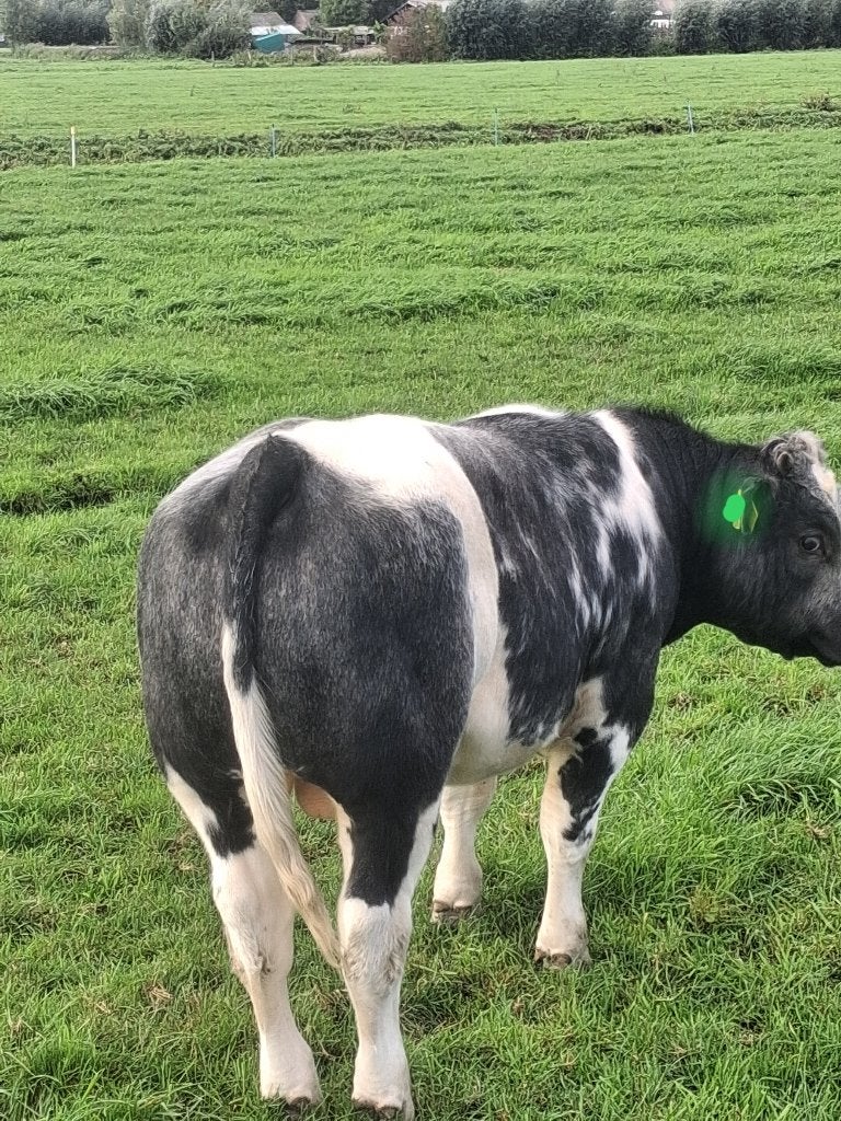 Blauwe Stier, Mannelijk, 0 tot 2 jaar