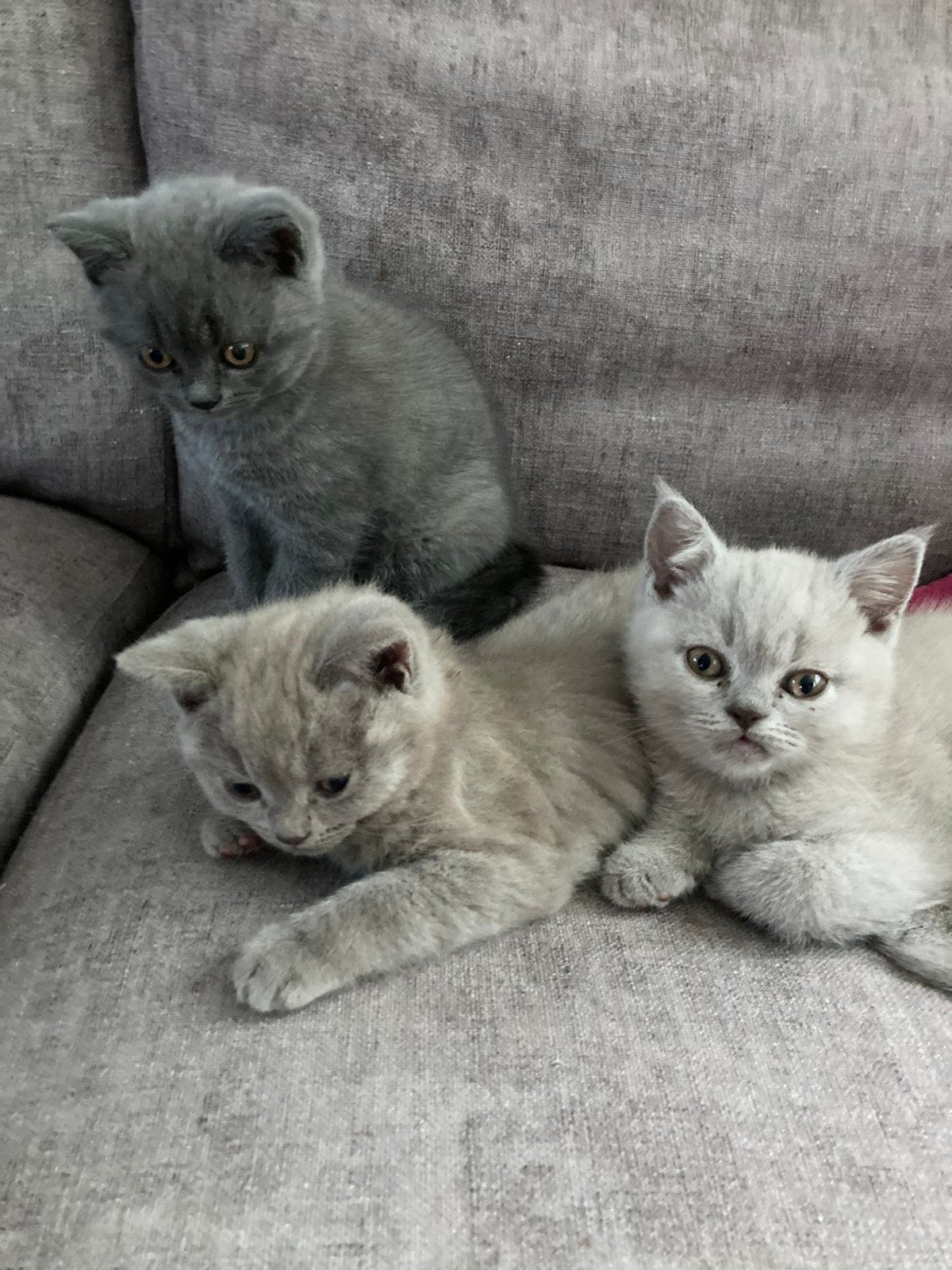 Kitten Britse Korthaar, Poes, Gechipt