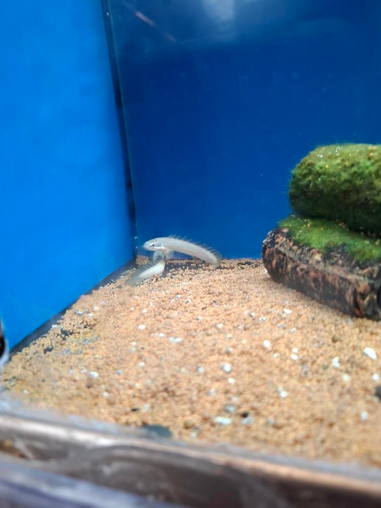 Senegal bichir, Vis