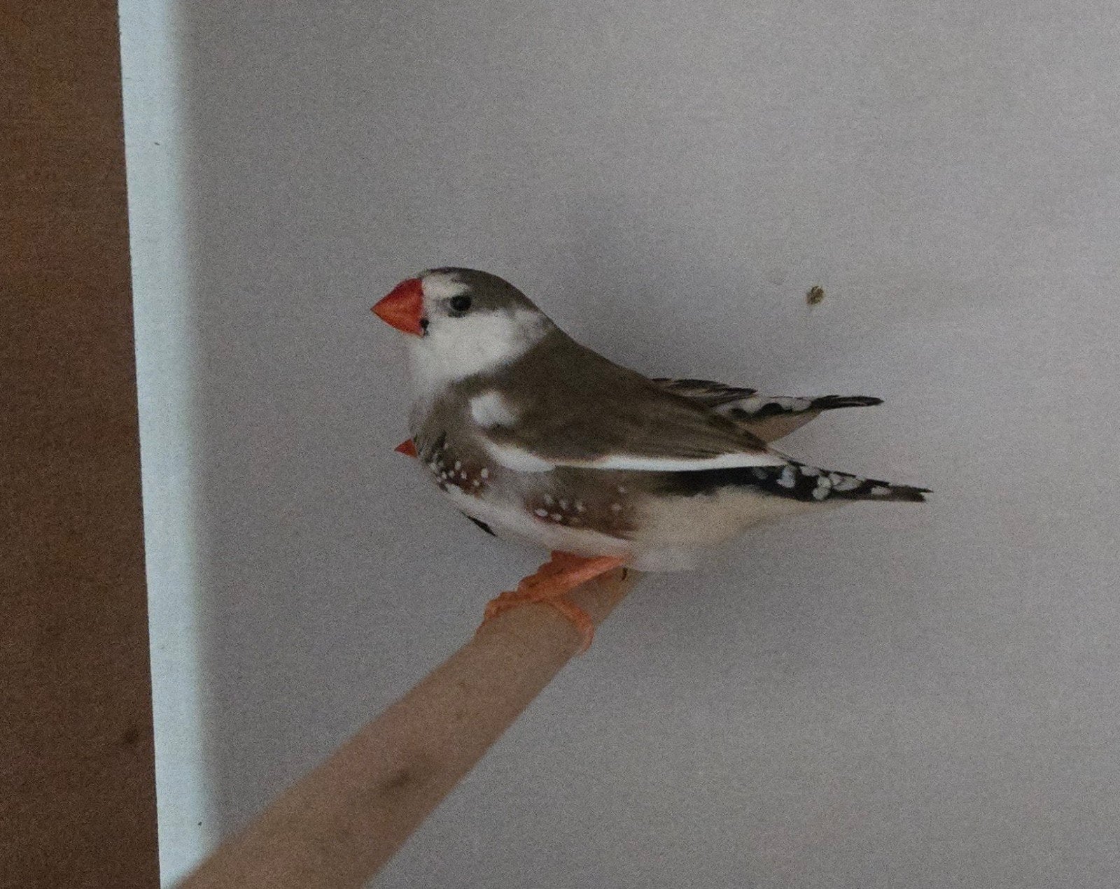 Zebravinken bont broer en zus, Dieren en Toebehoren, Meerdere dieren, Tropenvogel