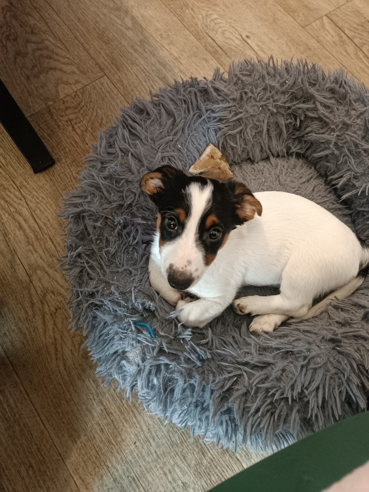 Nog 1 lieve jack russel pup te koop ( reutje), Dieren en Toebehoren, Jack Russell Terriër, Reu, 8 tot 15 weken, Meerdere
