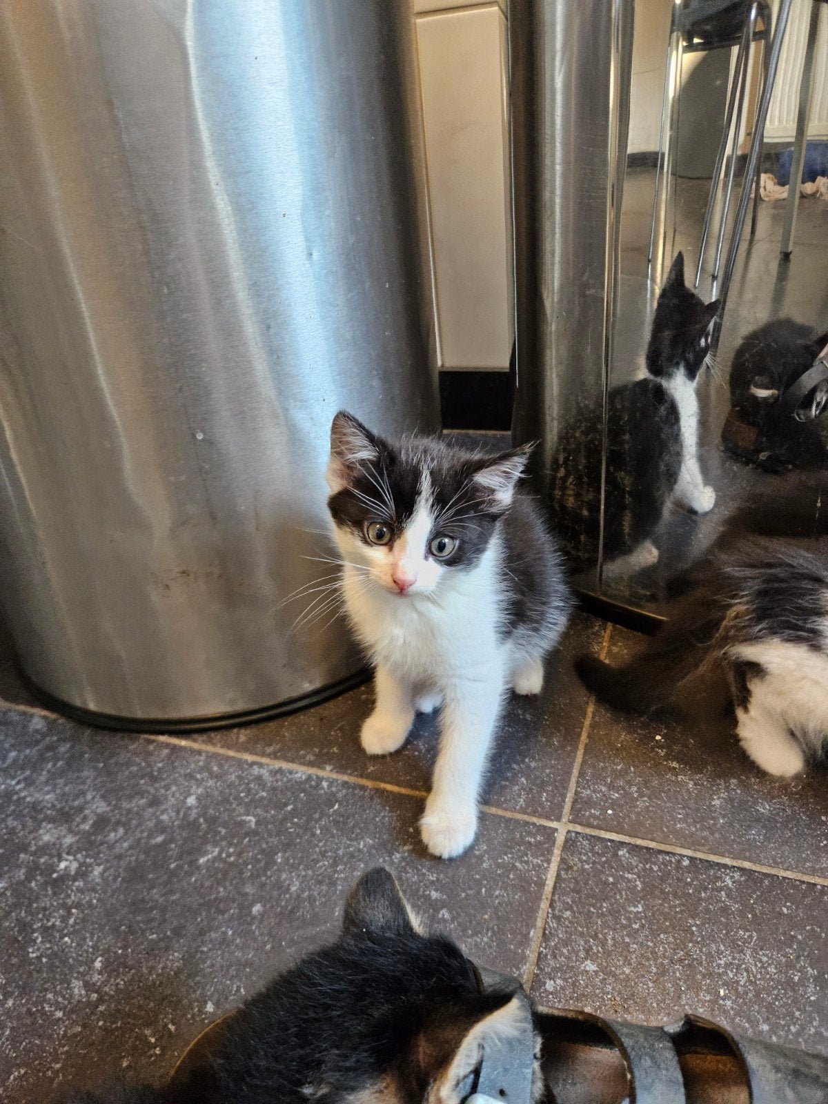 2 boeren kittens, Dieren en Toebehoren, Meerdere dieren