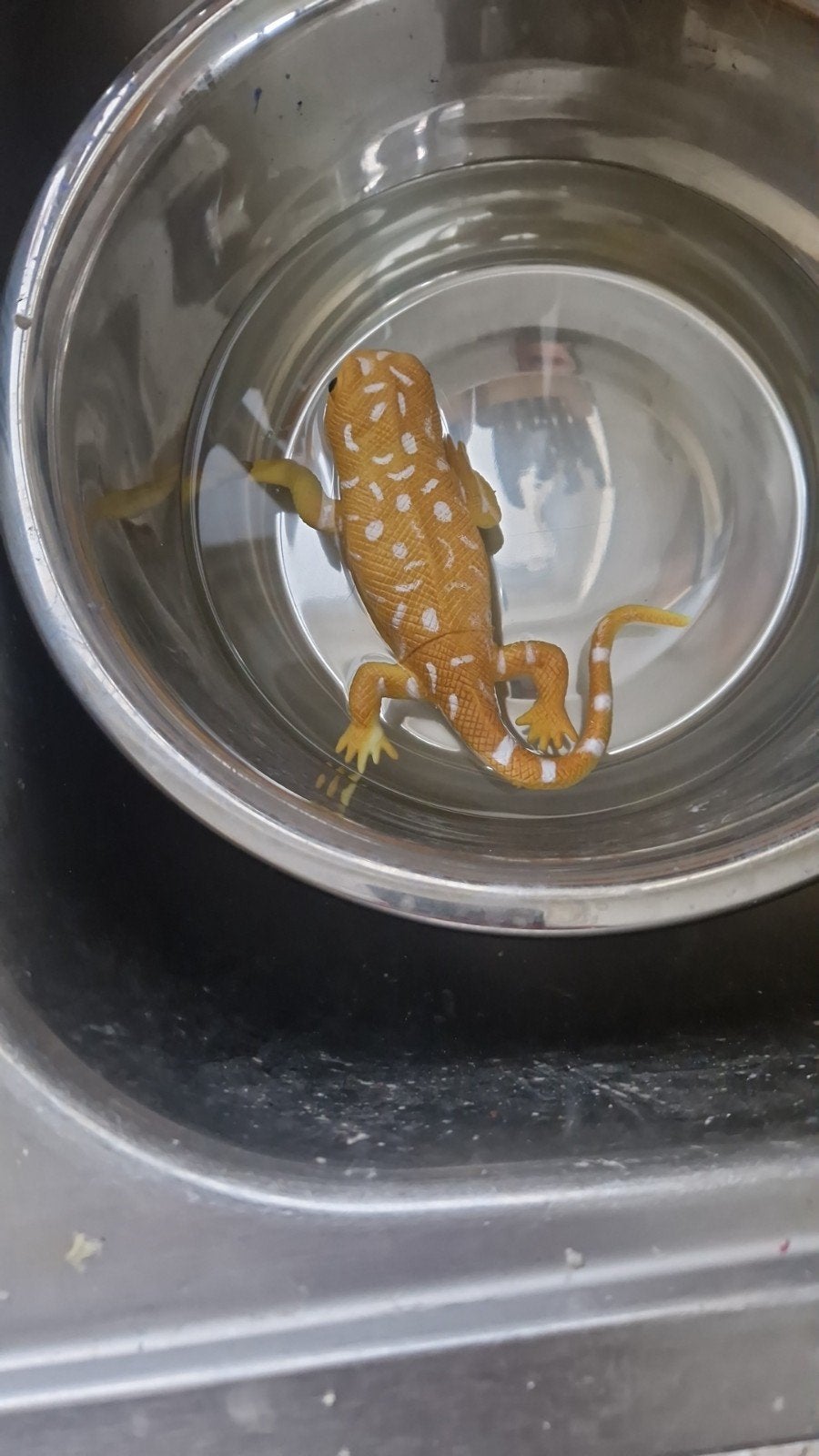 Speelgoed salamander, Ophalen of Verzenden