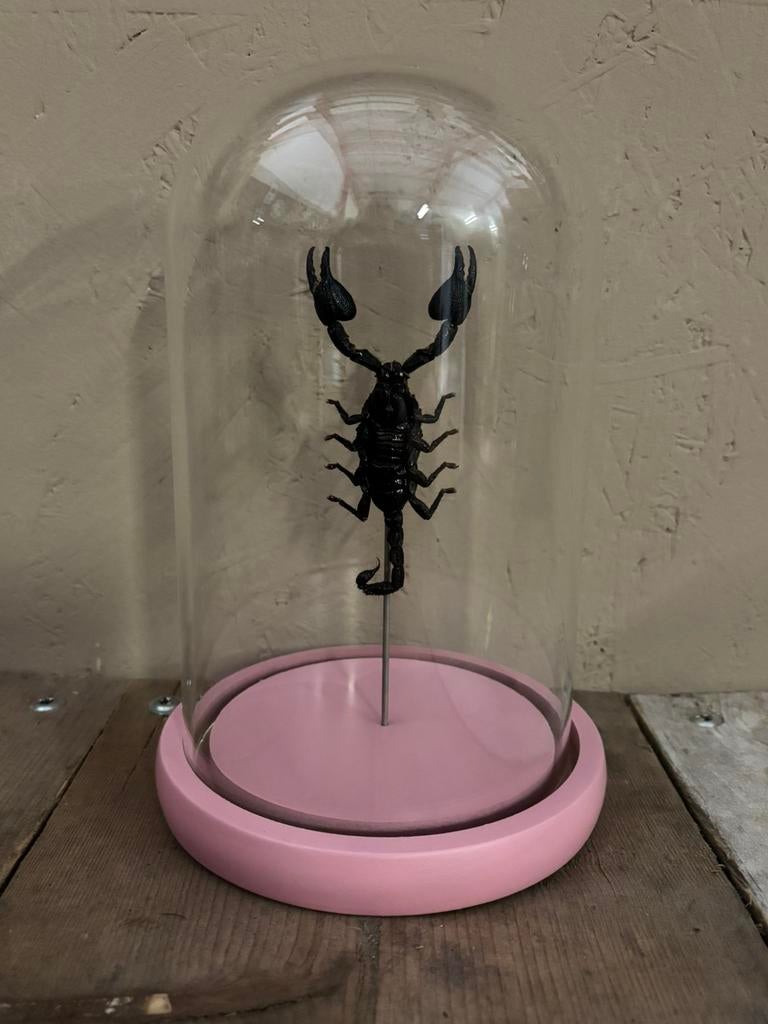 Mooie roze stolp met een schorpioen, Verzamelen, Dierenverzamelingen, Ophalen of Verzenden, Nieuw, Insect, Opgezet dier