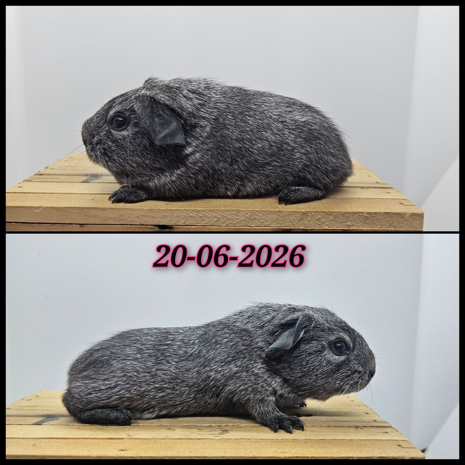 Zilveragouti gladhaar zeugje, Dieren en Toebehoren, Cavia, Juni, Vrouwelijk, Tam