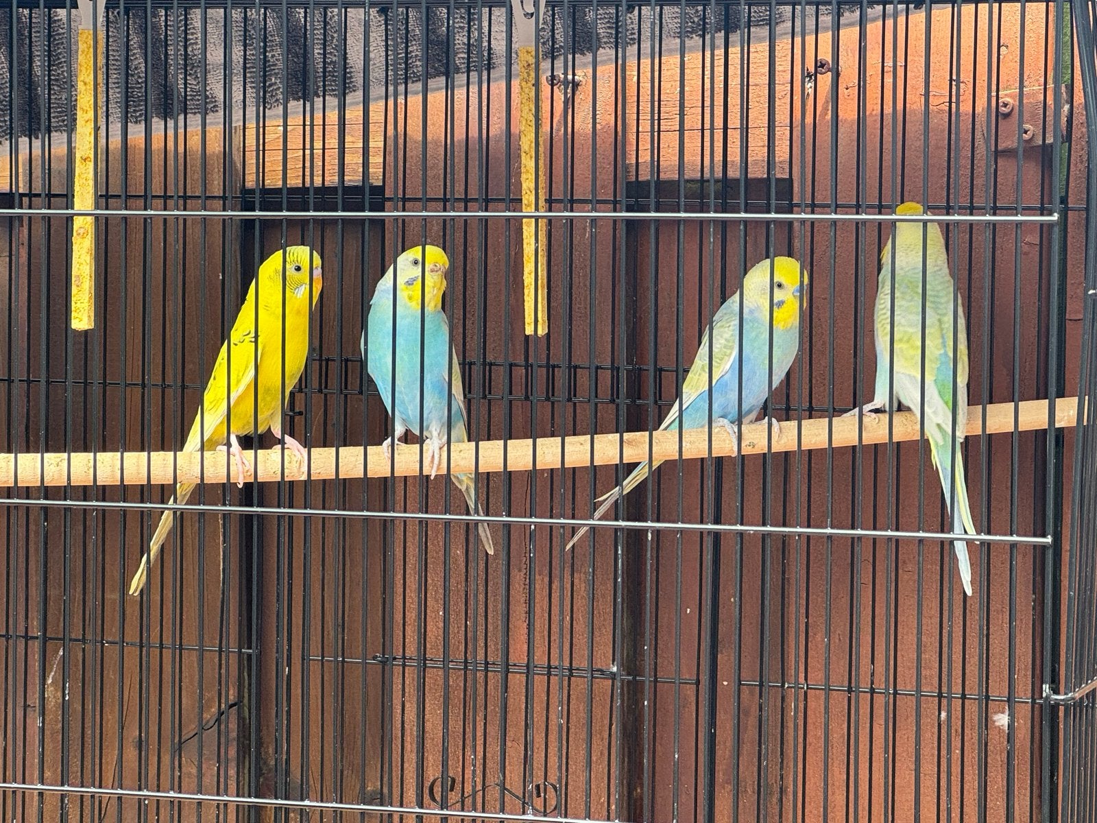 4 Grasparkieten - papegaaien samen met kooi!, Dieren en Toebehoren, Vogels | Parkieten en Papegaaien, Meerdere dieren, Parkiet