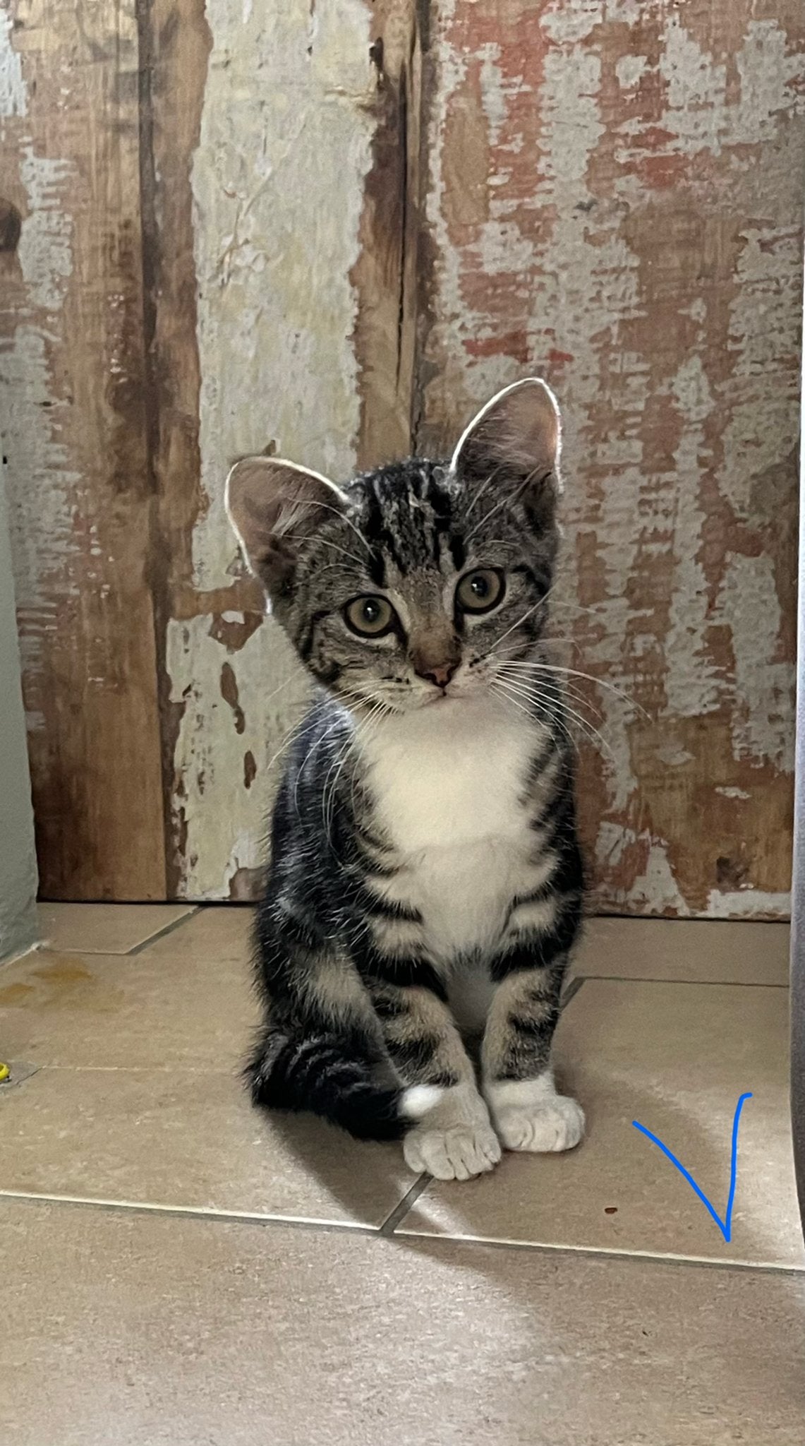 Nog 2 lieve kittens te koop: 1 poes, 1 kater, Dieren en Toebehoren, Meerdere dieren