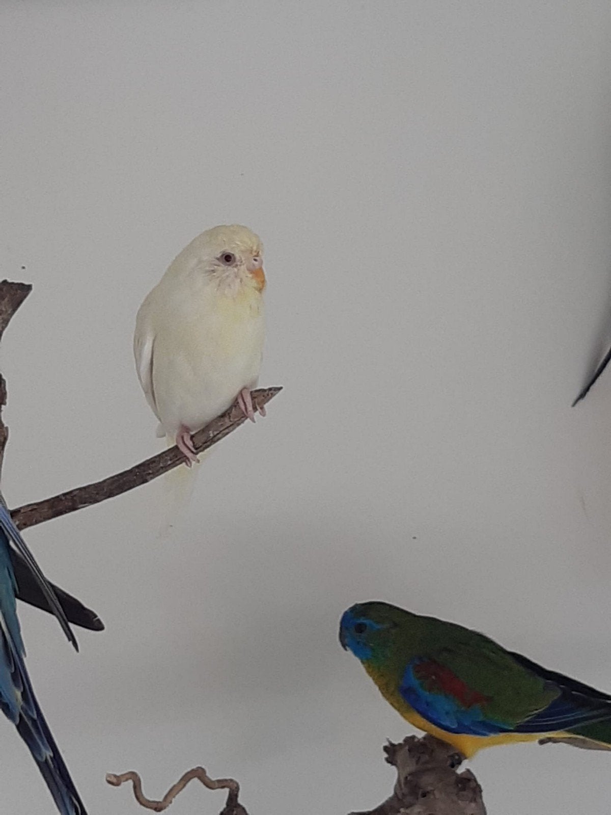 Te koop, Dieren en Toebehoren, Meerdere dieren