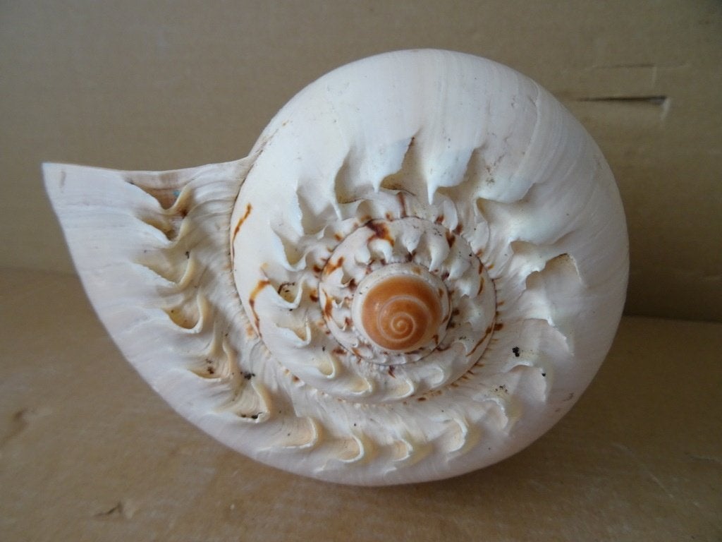 Curiosa schelp grote schelp 16x10x22cm enorme schelp, Verzamelen, Ophalen of Verzenden, Schelp(en)