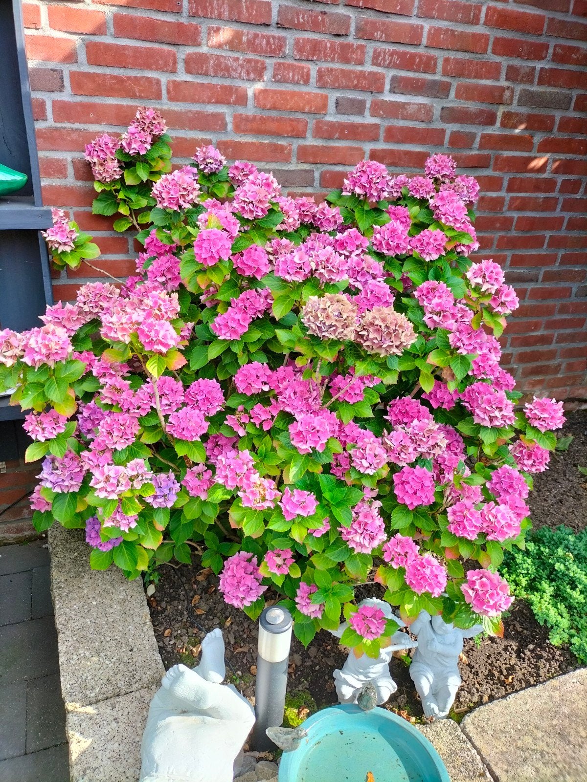 Gratis Tuinplanten, Ophalen, Overige soorten, Halfschaduw