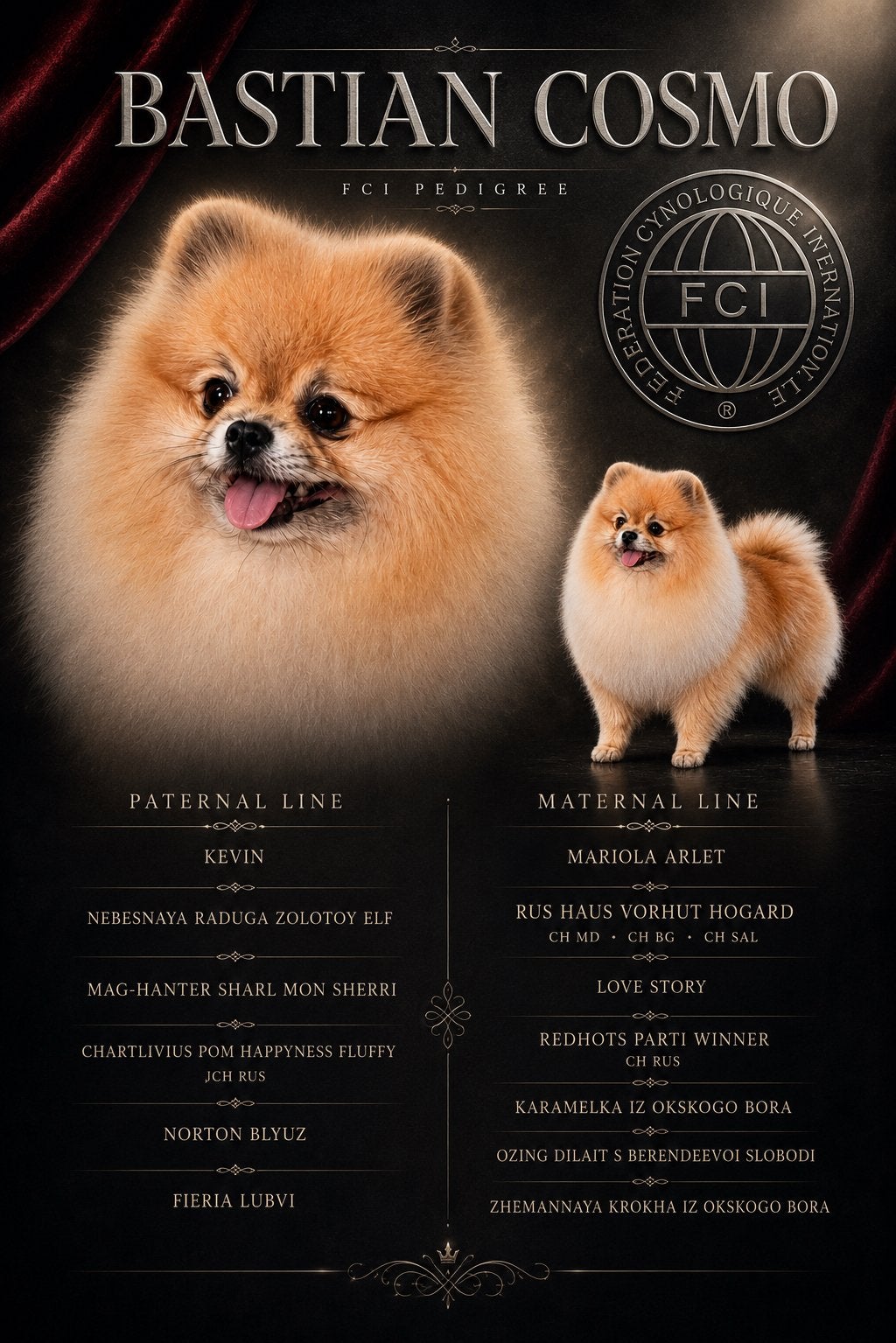 Pomeranian | Pomeriaan | Dekreu | FCI | Stamboom | RUS, Particulier, Keeshond, Reu, Buitenland