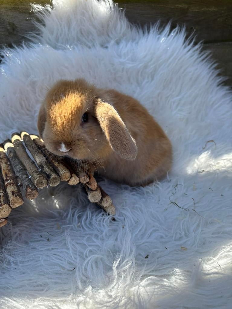 Minilops konijntjes 10 weken oud, Dieren en Toebehoren, Konijnen, Meerdere dieren, Dwerg