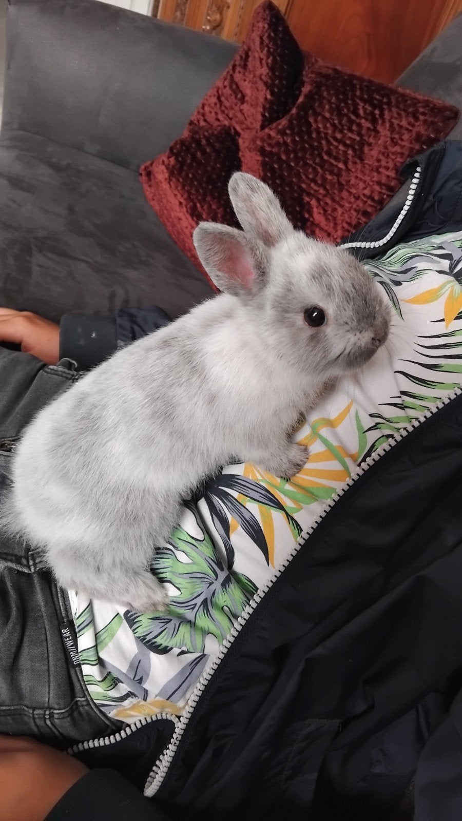 Dwergkonijntjes, Meerdere dieren, Dwerg