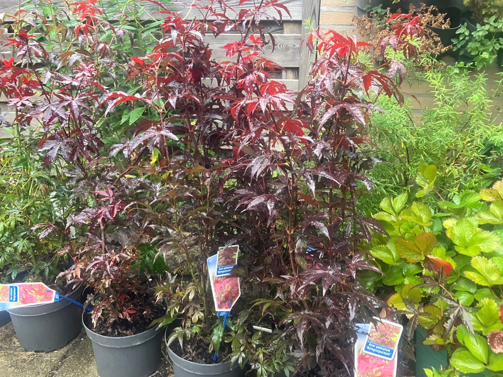 Japanse Esdoorns-Acer Palmatum “Atropurpureum “, Tuin en Terras, Vaste plant, Halfschaduw, Lente, Ophalen