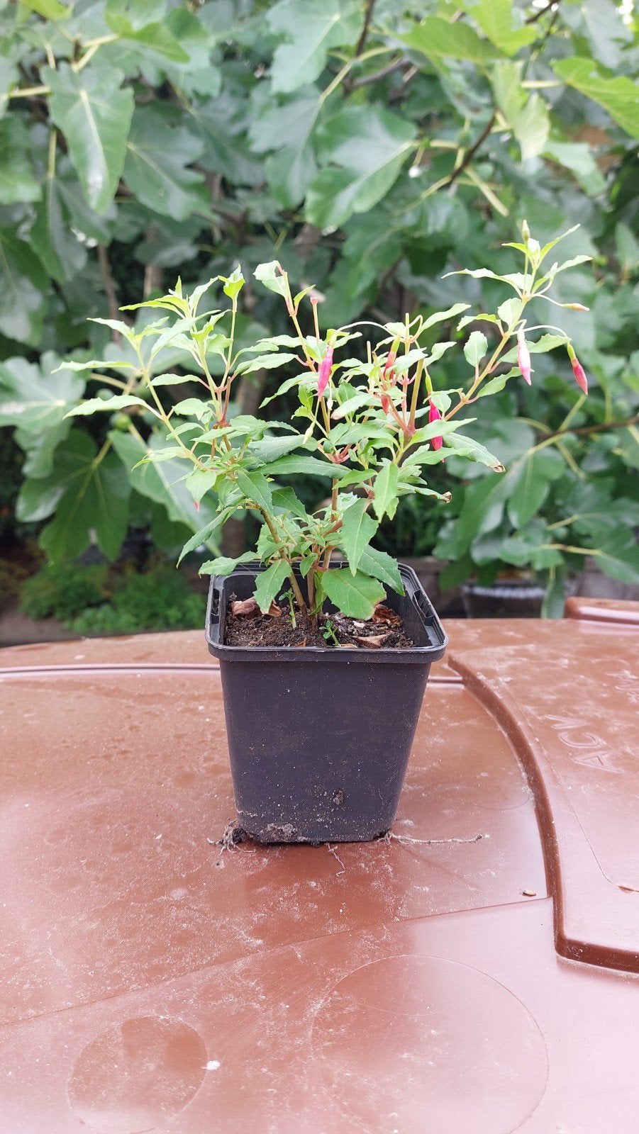 Winterharde Fuchsia - goed geworteld, Ophalen, Vaste plant, Overige soorten, Volle zon