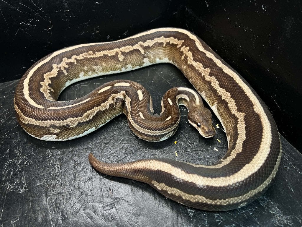 Ball python 0.1 Cinnemon Mohogany phantom (Houten), Dieren en Toebehoren, Slang, Tam, 3 tot 6 jaar