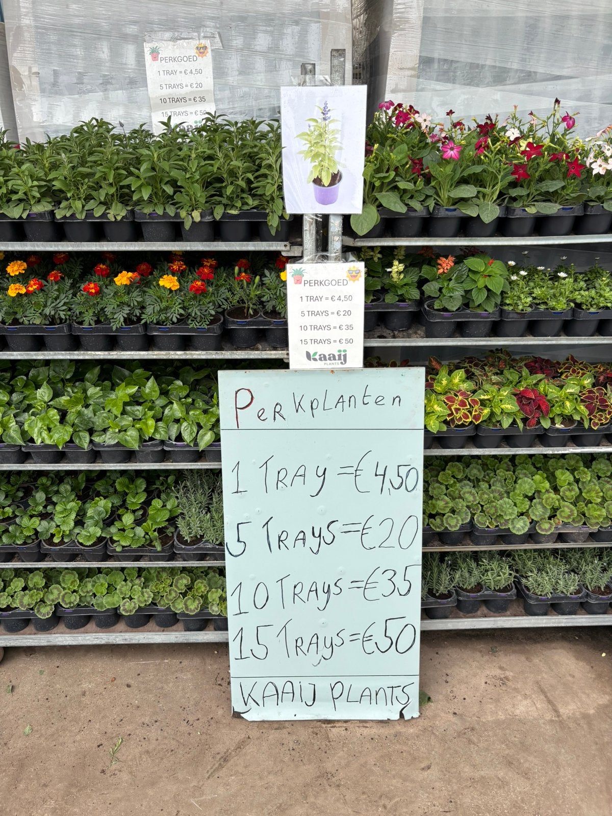 Perkplanten amaryllis bloemen tuinaarde potgrond aarde plant, Ophalen, Overige soorten, Halfschaduw
