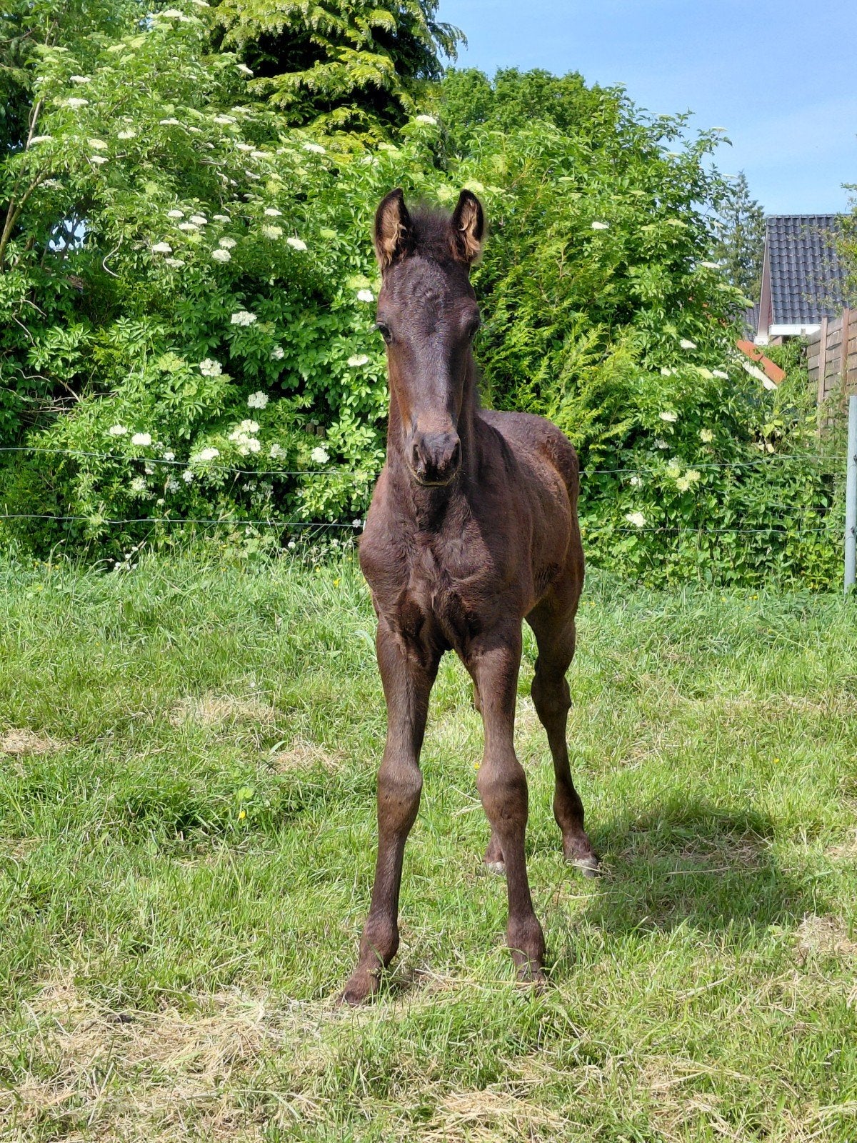 Fries hengst veulen Herre X Tsjalle, Dieren en Toebehoren, Paarden, Minder dan 160 cm, Niet van toepassing, Dressuurpaard, 0 tot 2 jaar