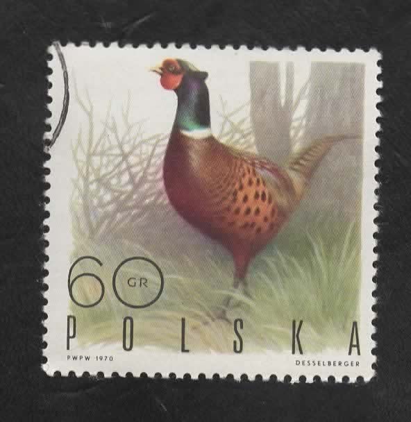 Fauna - Dieren - Fazant - Polen - 60 Gr. - gebr, Verzenden, Gestempeld, Dier of Natuur