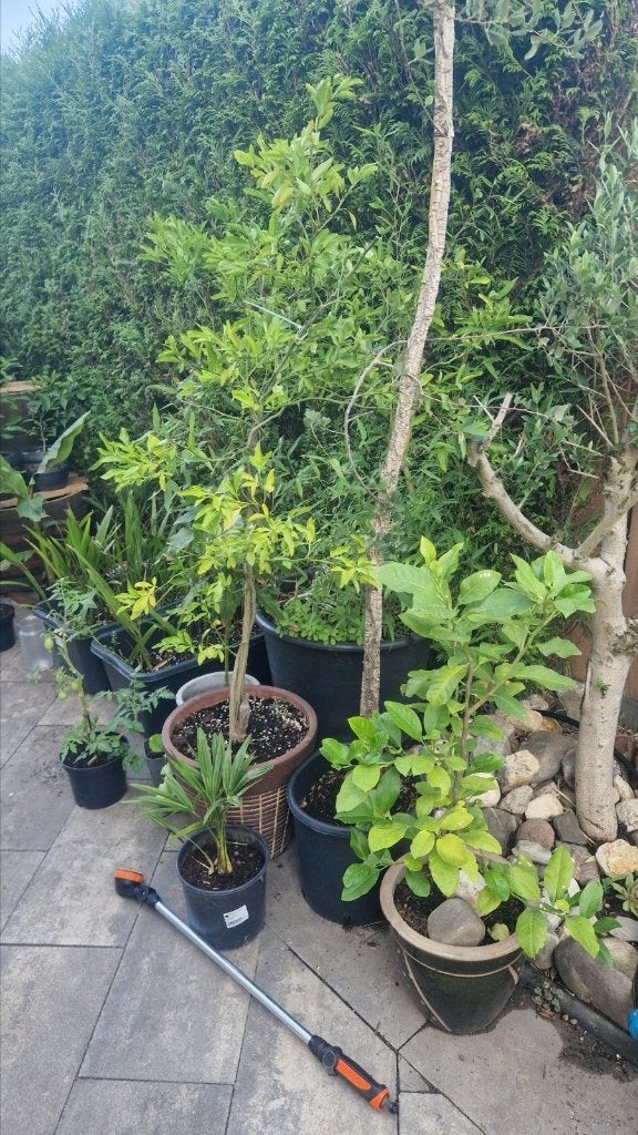 citroenplanten, mandarijnplanten en overige citrusplanten, Ophalen, Volle zon, Vaste plant, Fruitplanten