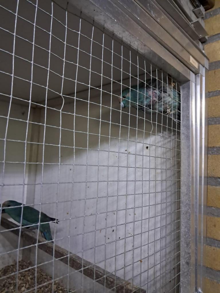 Koppel kakariki, Dieren en Toebehoren, Meerdere dieren, Parkiet