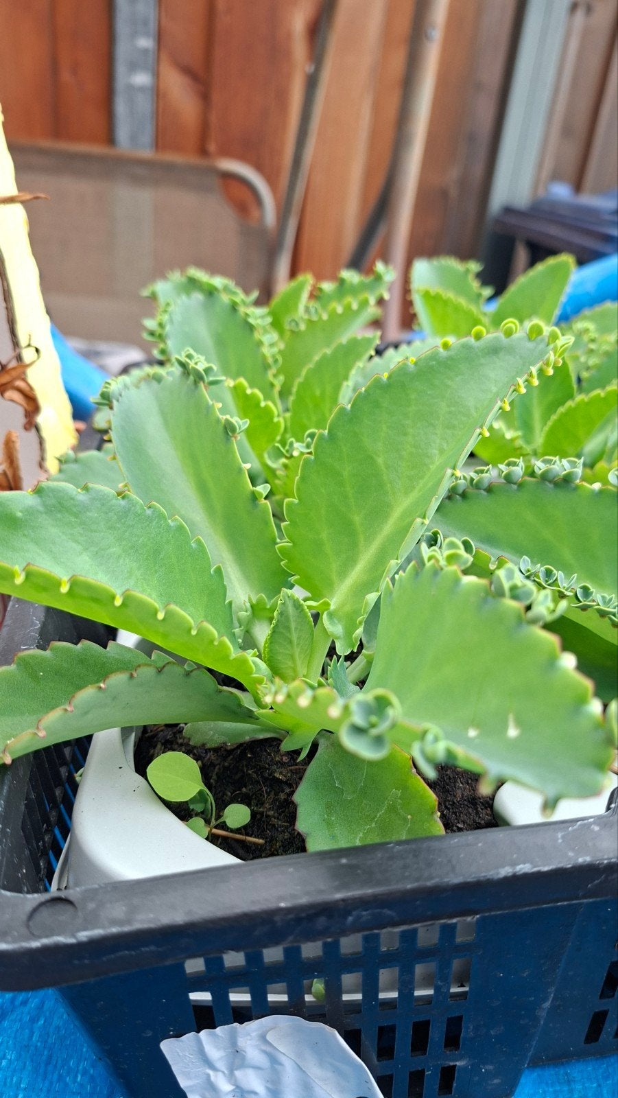 Vetplant. Moeder van Duizenden (Kalanchoe daigremontiana) st, Ophalen, Vaste plant, Groenteplanten, Volle zon