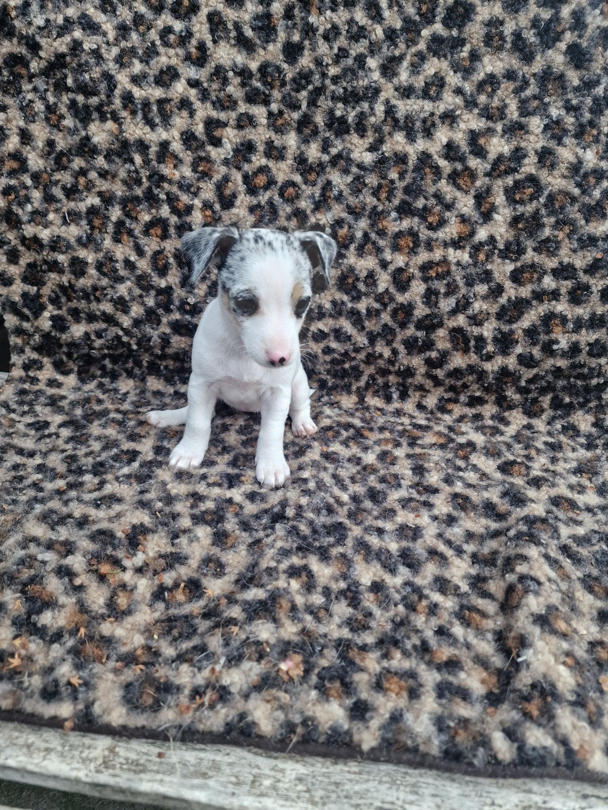 Nog 1 Mooie en lieve jack russel pups, Jack Russell Terriër, 8 tot 15 weken, Teef, Meerdere
