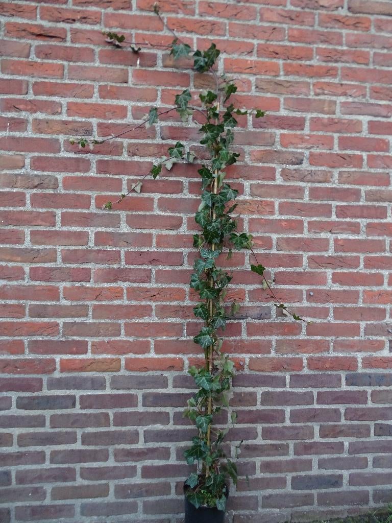 **ACTIE** klimop, Hedera hibernica, 200-225 cm, Vaste plant, Ophalen of Verzenden, Bloeit niet, Halfschaduw