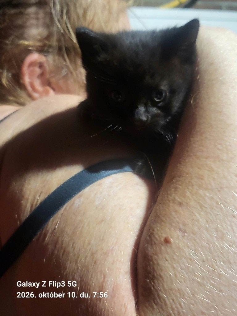 3 Kittens, Dieren en Toebehoren, Meerdere dieren, 0 tot 2 jaar