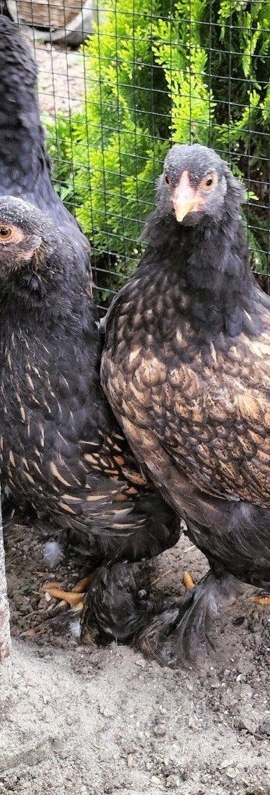 Brahma hennen goud gezoomd., Dieren en Toebehoren, Pluimvee, Vrouwelijk, Kip