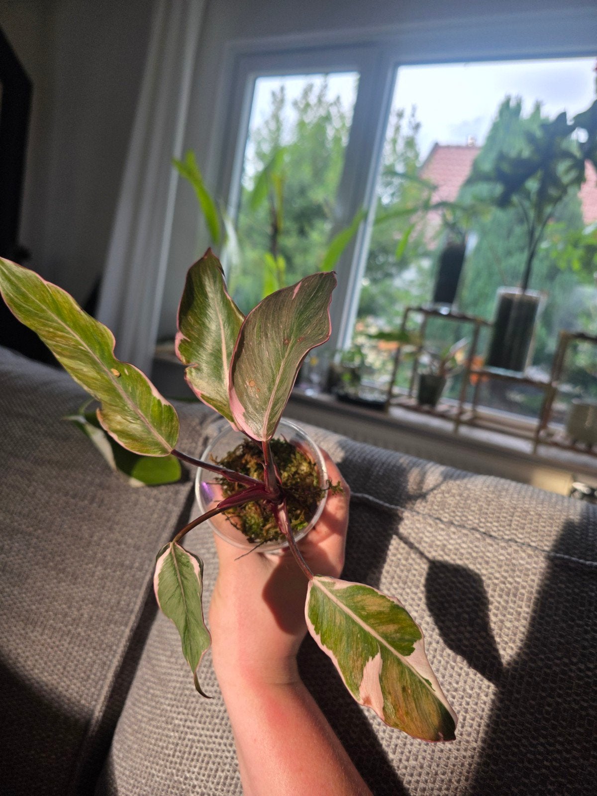 pink princes mutation, Huis en Inrichting, Kamerplanten, Ophalen of Verzenden, Halfschaduw, Minder dan 100 cm