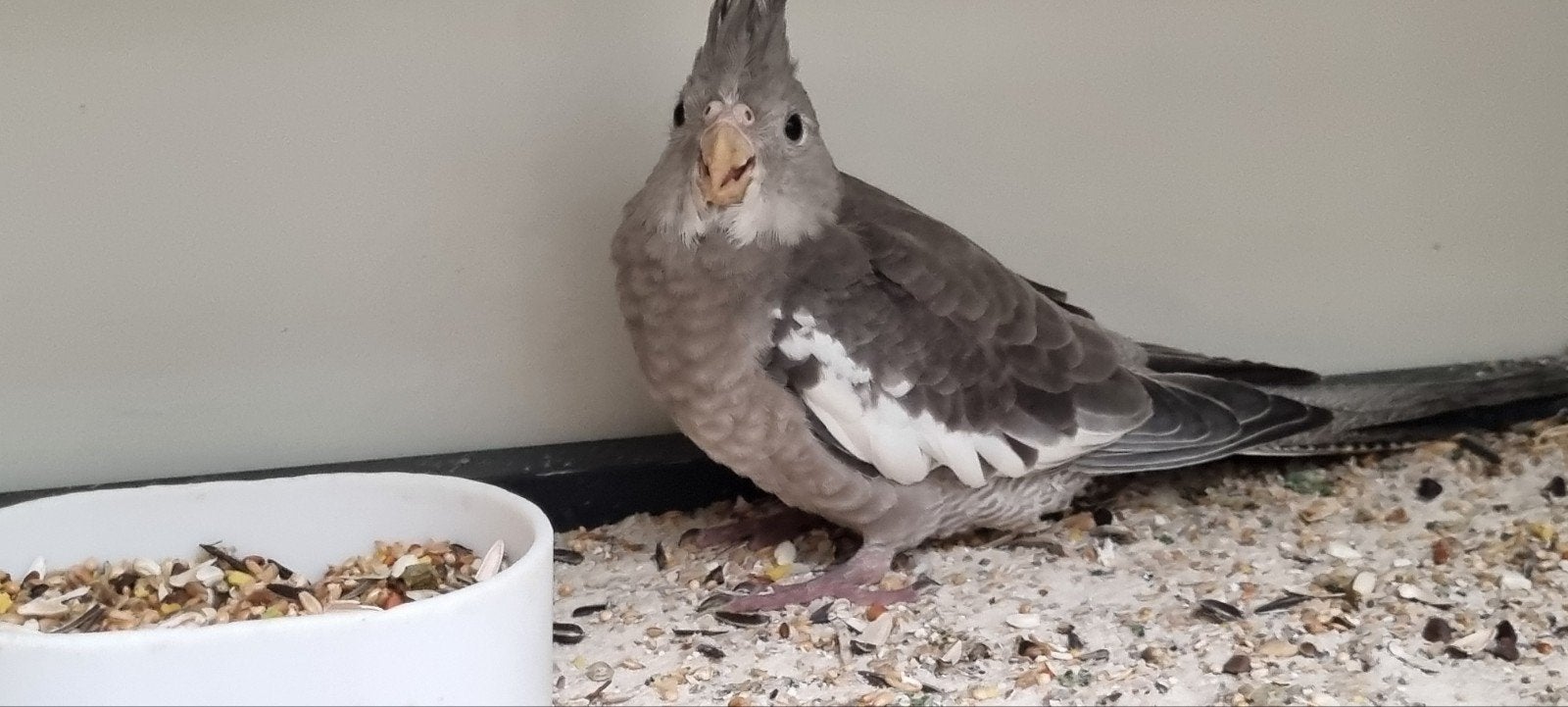 Jonge Valkparkieten, Dieren en Toebehoren, Geslacht onbekend, Parkiet