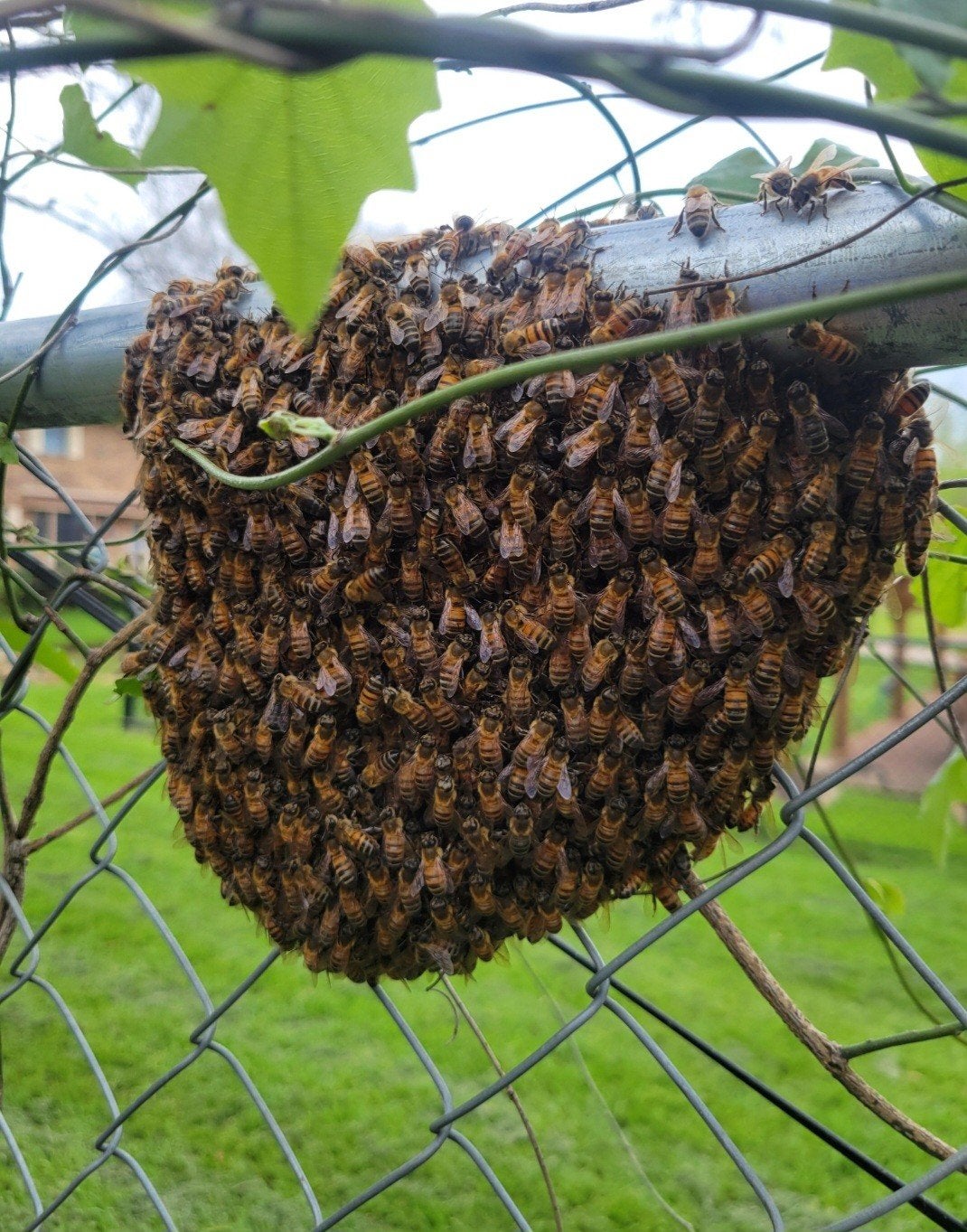 bijenzwerm gratis weghalen, Bijen