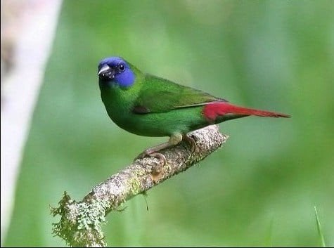 Prachtig driekleurpapegaaiamadine's 2026 koppel, man of pop, Dieren en Toebehoren, Meerdere dieren, Wildzangvogel, Geringd