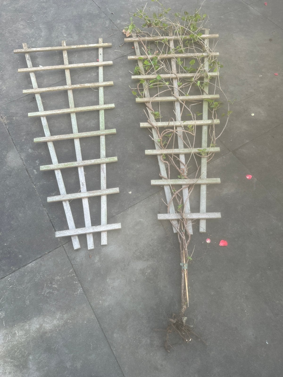 2 hardhouten klimplantrekken, Ophalen, Klimplanten, Halfschaduw