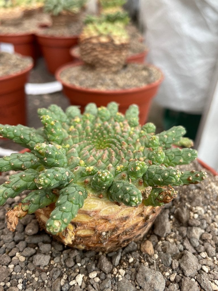 Caudex Euphorbia Gorgonis in de 15 cm pot., Overige soorten, In pot, Minder dan 100 cm, Bloeiende kamerplant