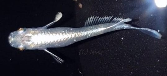 Medaka Mariage Kissing Widefin Emerald Fin, Dieren en Toebehoren, Overige soorten
