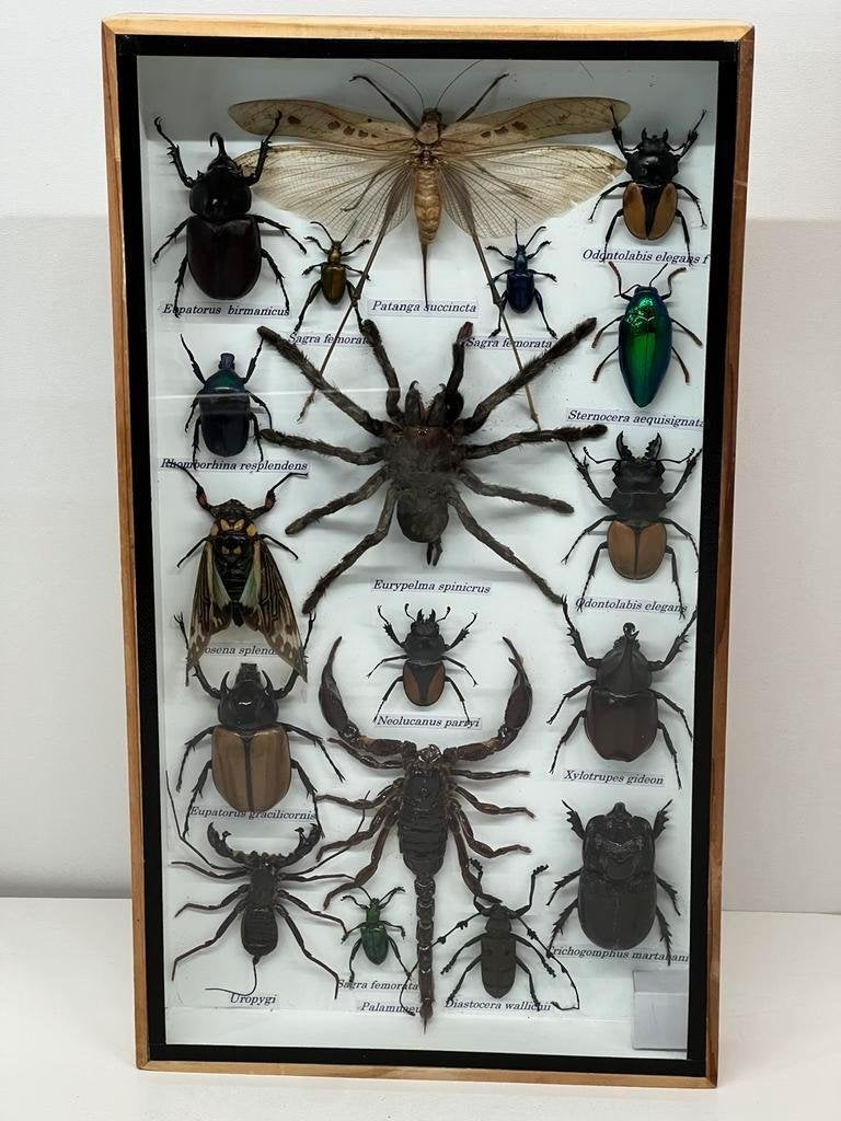 Opgezette insecten in lijst 36 x 20 x 3.5 cm