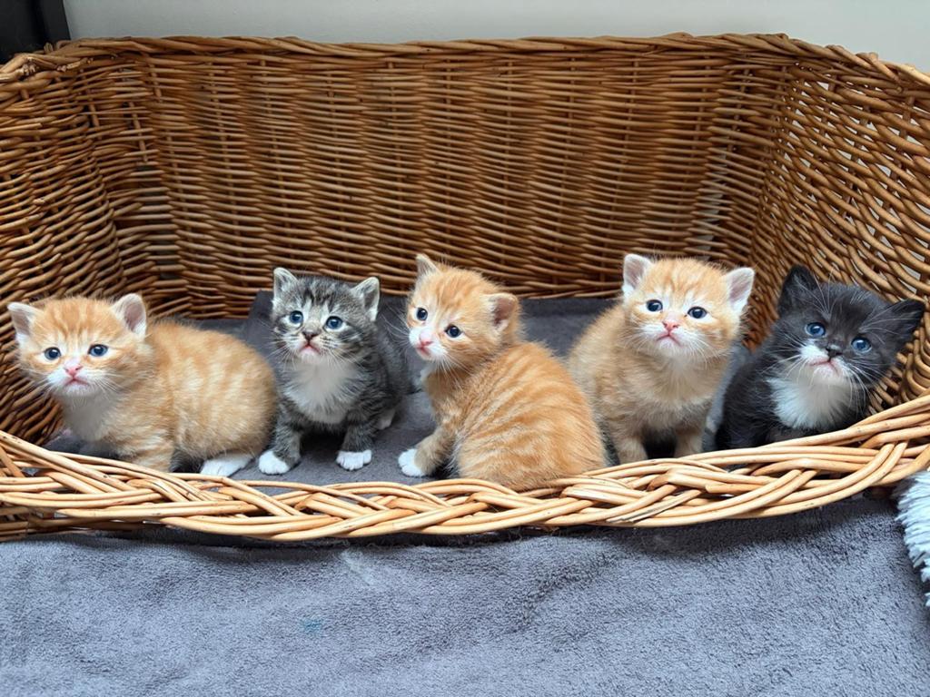 Super mooie lieve Kittens, huispoes, sociaal., Dieren en Toebehoren, Katten en Kittens | Overige Katten, Meerdere dieren