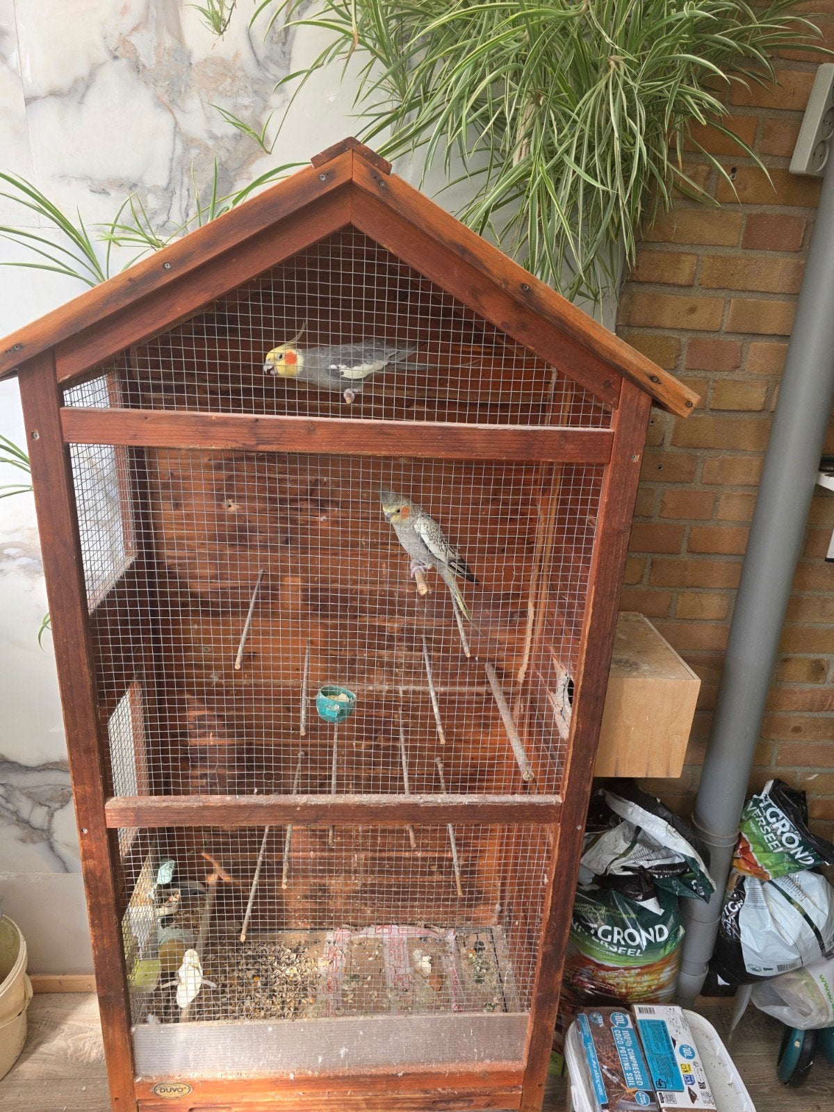 Mooi koppel valkparkieten inclusief luxe houten kooi, Dieren en Toebehoren, Meerdere dieren, Parkiet