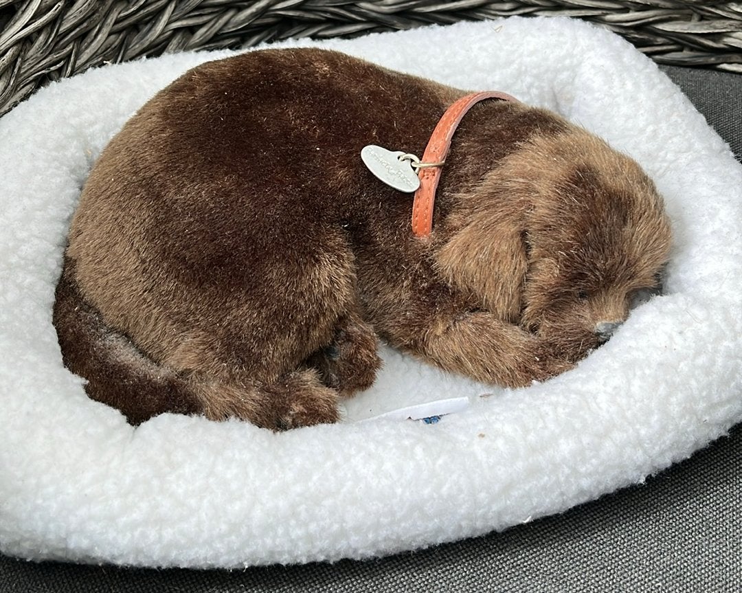 perfect petzzz met mandje, Ophalen of Verzenden