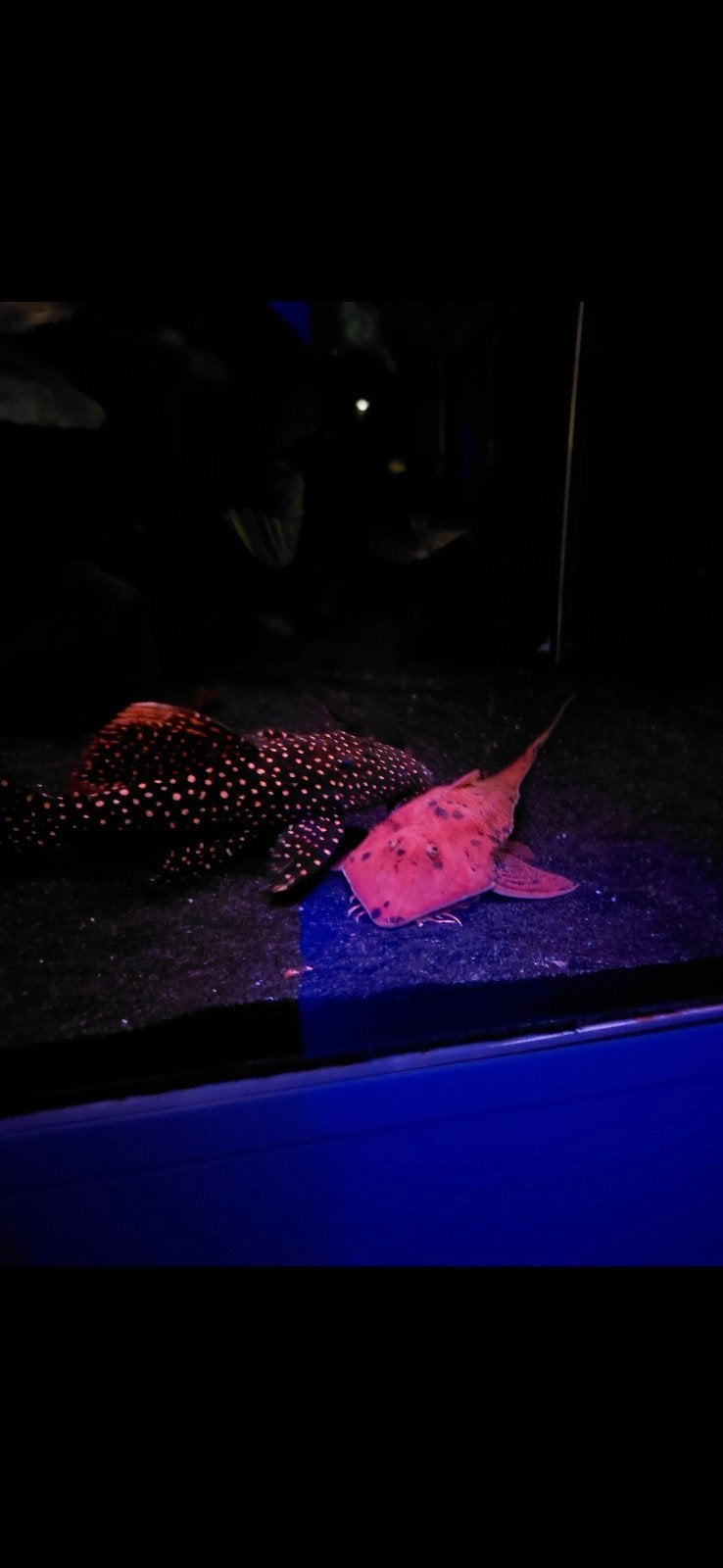 Pseudohemiodon apithanos "red" (chameleon catfish), Vis